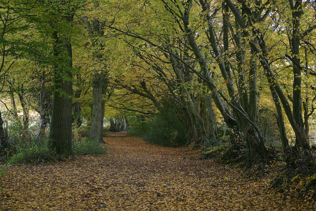 AUTUMN BRIDLEWAY E OF KINGSWAY