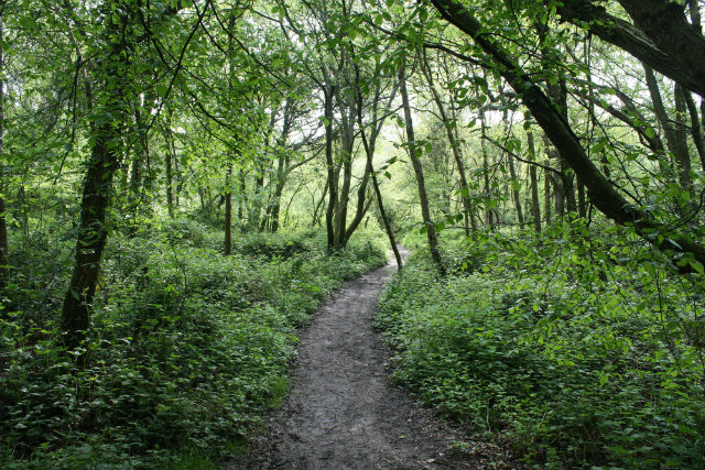 PATH IN SPRING WOODS